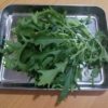 初収穫！水菜を収穫しました。観察日記30日目：水耕栽培器「Green Farm」正規の種子キットを使わずに挑戦！